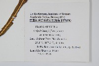 短圓線蕨藏品圖，第2張