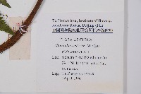 卵果短腸蕨藏品圖，第2張