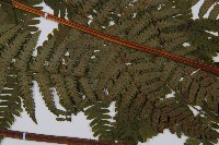 卵果短腸蕨藏品圖，第5張