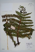 方桿蕨藏品圖，第1張