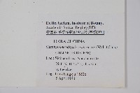 方桿蕨藏品圖，第2張