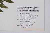 西南鱗蓋蕨藏品圖，第2張