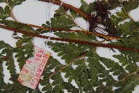 西南鱗蓋蕨藏品圖，第3張