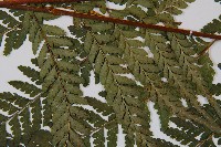 西南鱗蓋蕨藏品圖，第4張