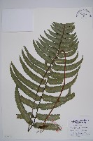 邊緣鱗蓋蕨藏品圖，第1張