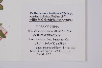 邊緣鱗蓋蕨藏品圖，第2張