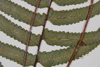 邊緣鱗蓋蕨藏品圖，第3張