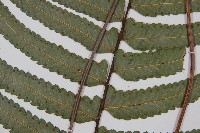 邊緣鱗蓋蕨藏品圖，第4張