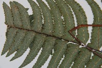 邊緣鱗蓋蕨藏品圖，第5張