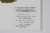 狹基鉤毛蕨藏品圖，第2張
