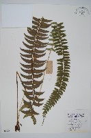 登錄號:P005704藏品圖，第1張