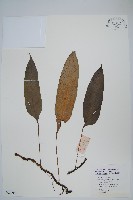 登錄號:P005706藏品圖，第1張