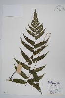 登錄號:P005707藏品圖，第1張