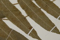 登錄號:P005708藏品圖，第4張