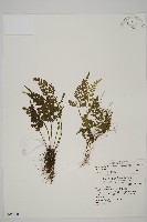 骨碎補鐵角蕨藏品圖，第1張