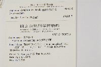 骨碎補鐵角蕨藏品圖，第2張