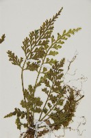 骨碎補鐵角蕨藏品圖，第3張