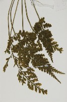 骨碎補鐵角蕨藏品圖，第4張