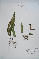 單葉雙蓋蕨藏品圖，第1張