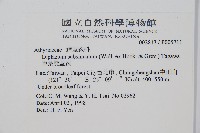 單葉雙蓋蕨藏品圖，第2張