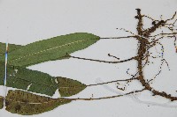 單葉雙蓋蕨藏品圖，第3張