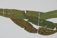 單葉雙蓋蕨藏品圖，第4張