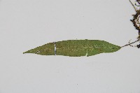 單葉雙蓋蕨藏品圖，第5張