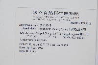 斜方複葉耳蕨藏品圖，第2張