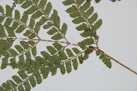 斜方複葉耳蕨藏品圖，第3張