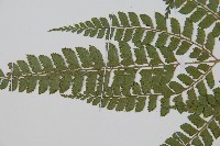 斜方複葉耳蕨藏品圖，第4張