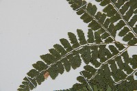 斜方複葉耳蕨藏品圖，第5張