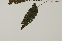 長尾鐵線蕨藏品圖，第4張