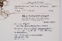 東洋蹄蓋蕨藏品圖，第2張