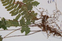 東洋蹄蓋蕨藏品圖，第3張