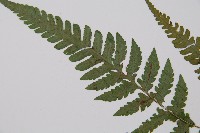 東洋蹄蓋蕨藏品圖，第4張