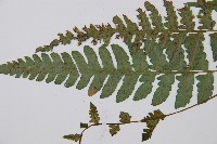 東洋蹄蓋蕨藏品圖，第5張