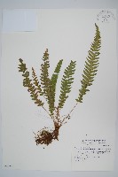 翅軸假金星蕨、短柄卵果蕨藏品圖，第1張