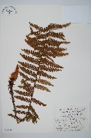 登錄號:P005716藏品圖，第1張