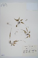 過山蕨藏品圖，第1張