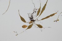 過山蕨藏品圖，第3張