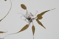 過山蕨藏品圖，第4張