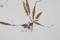 過山蕨藏品圖，第5張