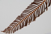 登錄號:P005718藏品圖，第3張