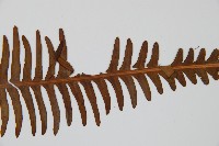 登錄號:P005718藏品圖，第5張