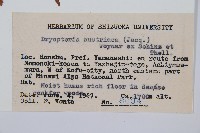 闊葉鱗毛蕨藏品圖，第2張