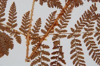 闊葉鱗毛蕨藏品圖，第3張