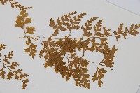 溪洞碗蕨藏品圖，第2張