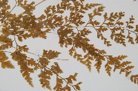 溪洞碗蕨藏品圖，第3張