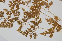 溪洞碗蕨藏品圖，第4張