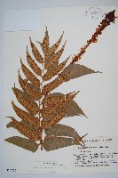 披針貫眾蕨藏品圖，第1張